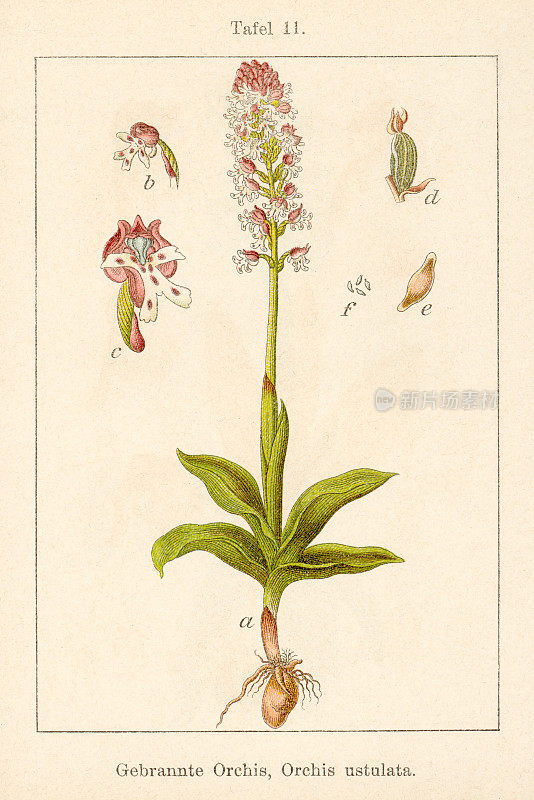 古董花插图:烧尖兰(Orchis ustulata)